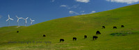 Windpower and Cows, California